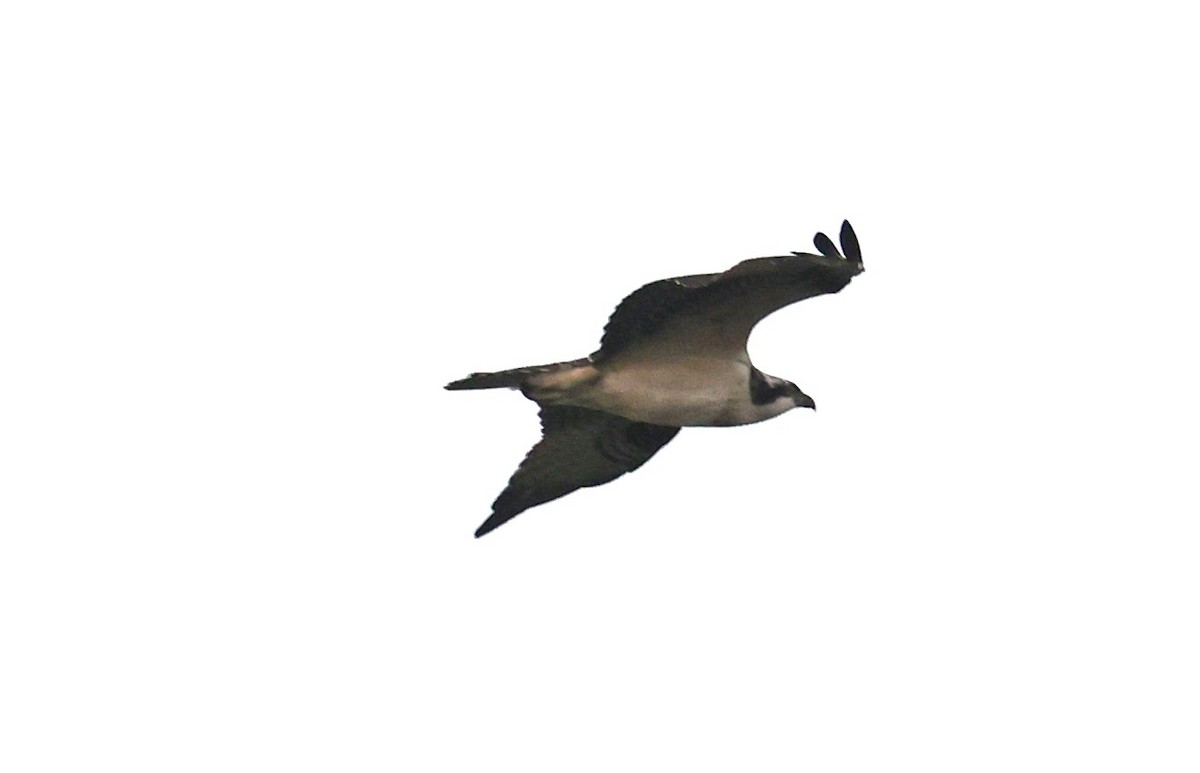 Osprey - ML642513248