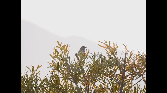 Batılı Kır Akantizi - ML642513253