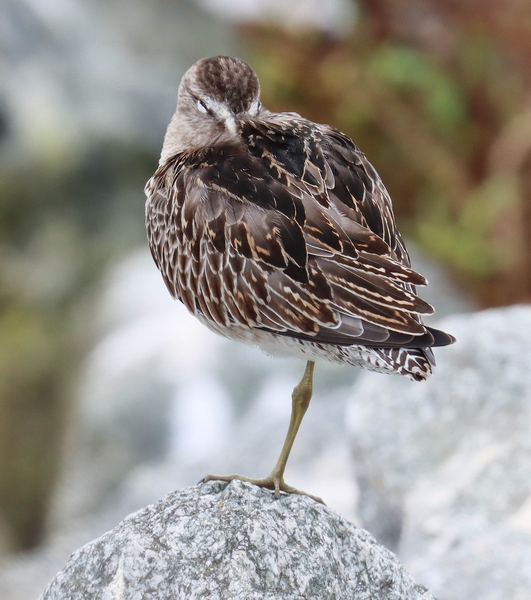 Short-billed Dowitcher - ML642513273
