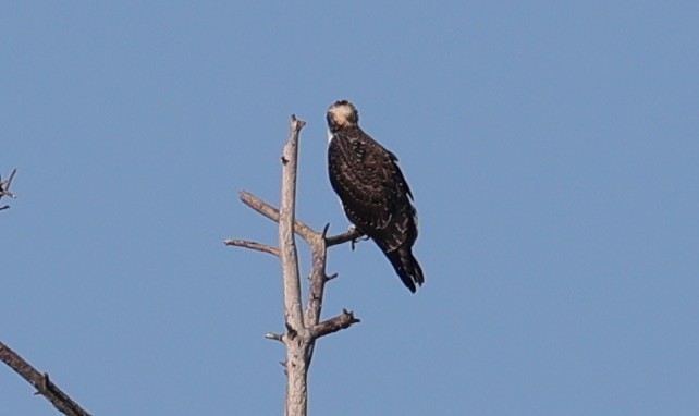 Osprey - ML642513281