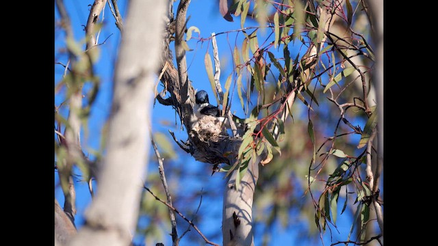Restless Flycatcher - ML642513289