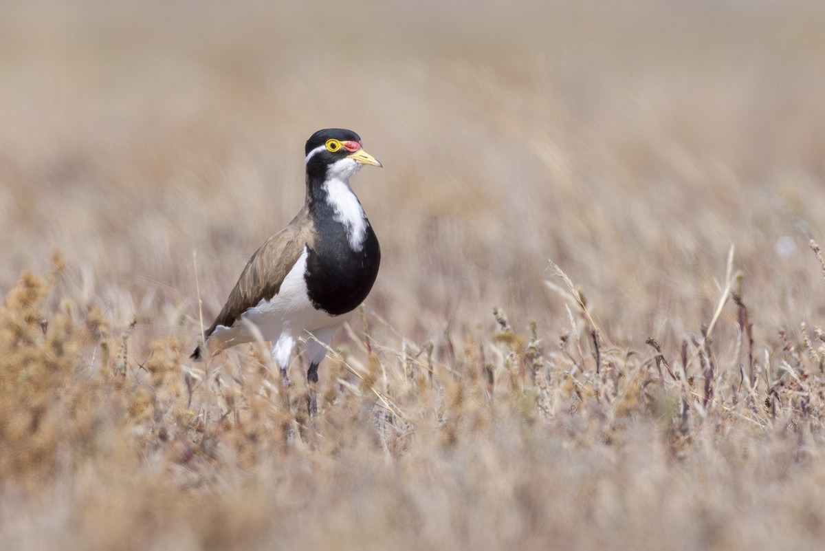 Banded Lapwing - ML642513292