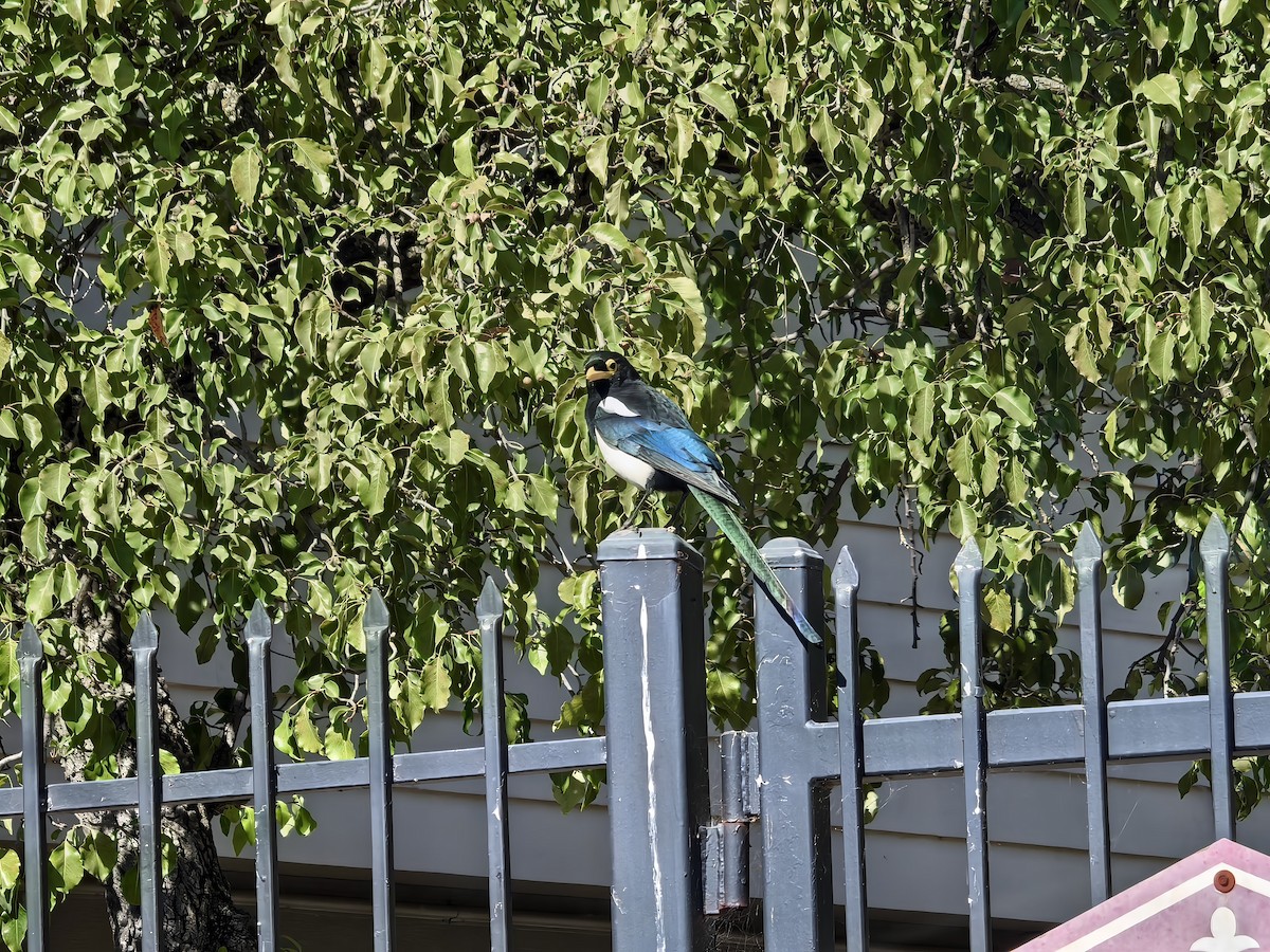 Yellow-billed Magpie - ML642513302
