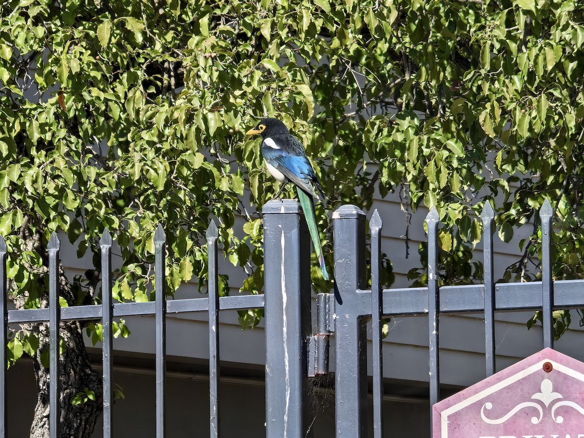Yellow-billed Magpie - ML642513303