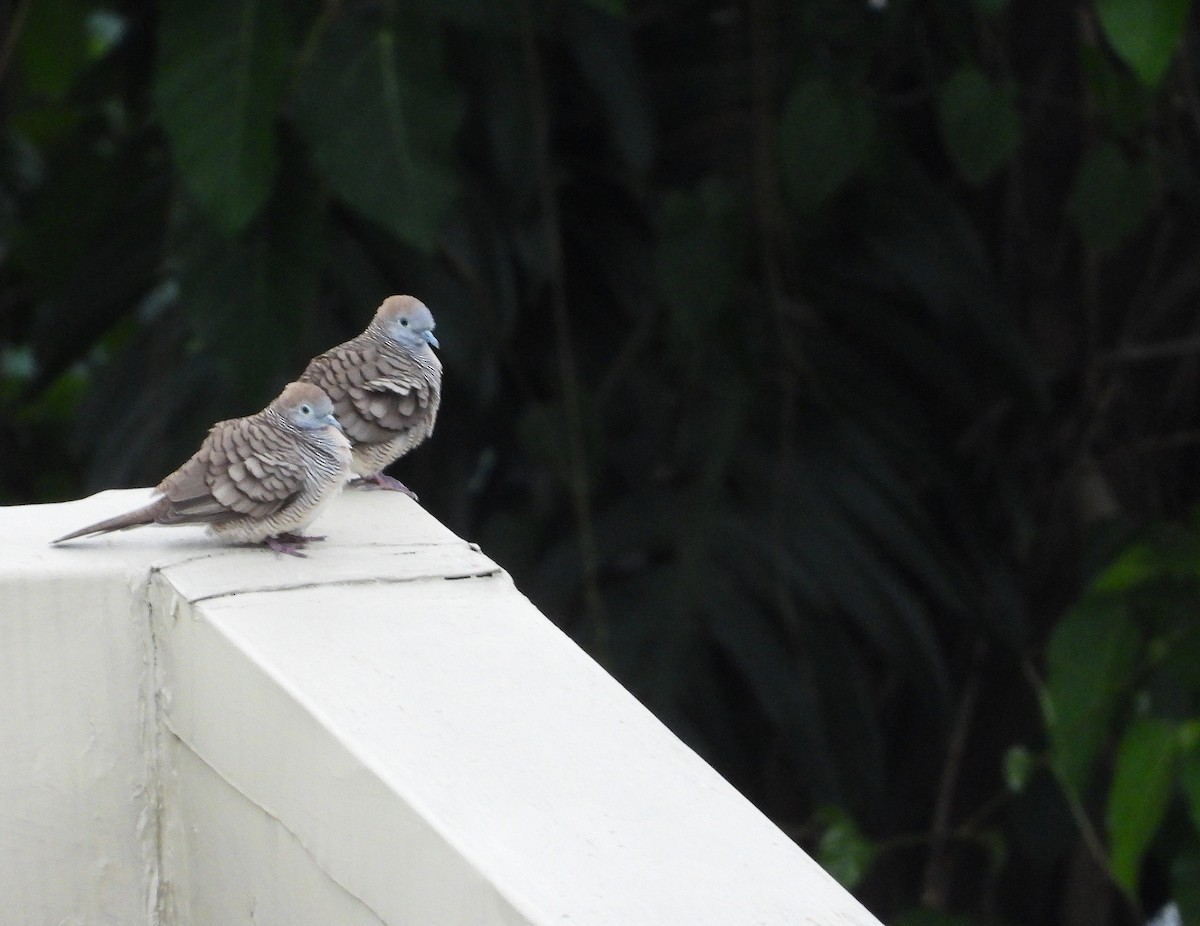 Zebra Dove - ML642513323