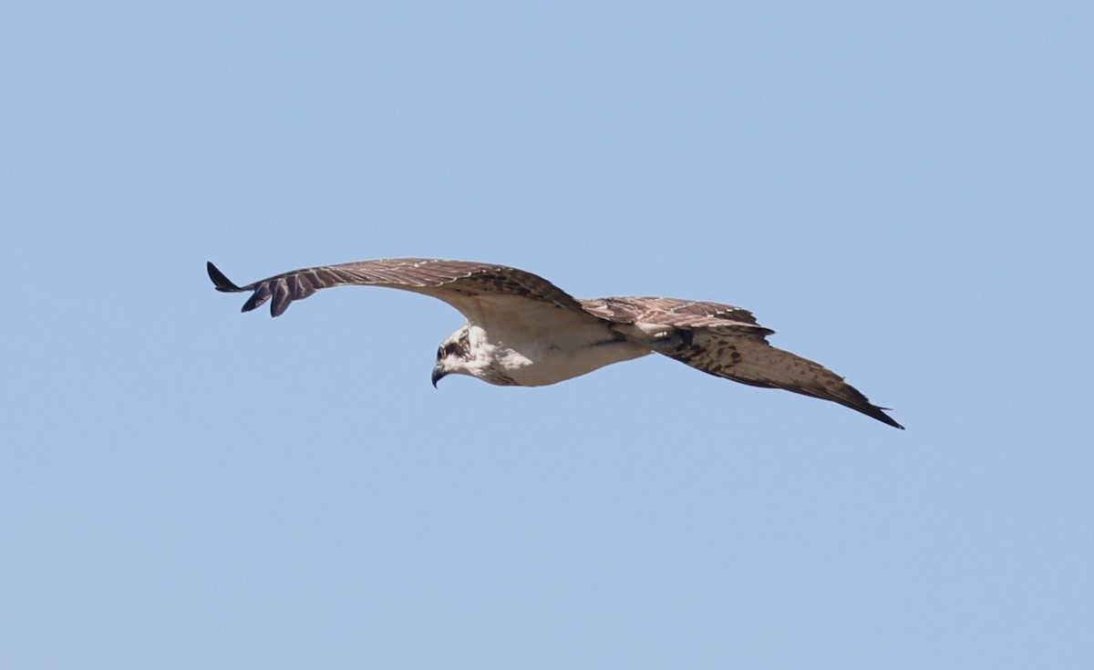 Osprey - ML642513324