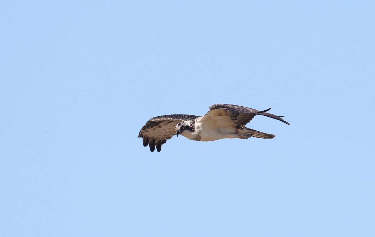 Osprey - ML642513325