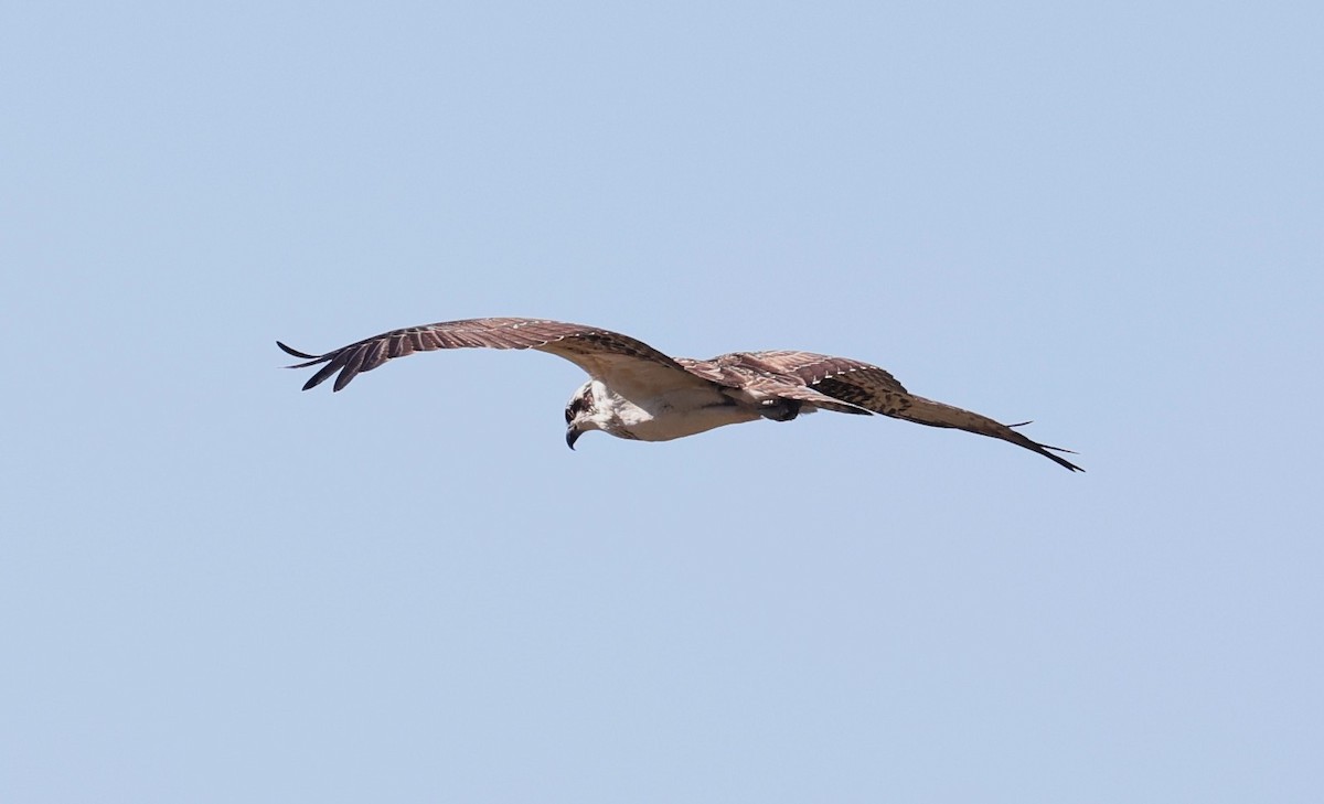 Osprey - ML642513326