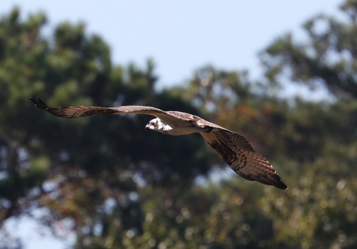 Osprey - ML642513327