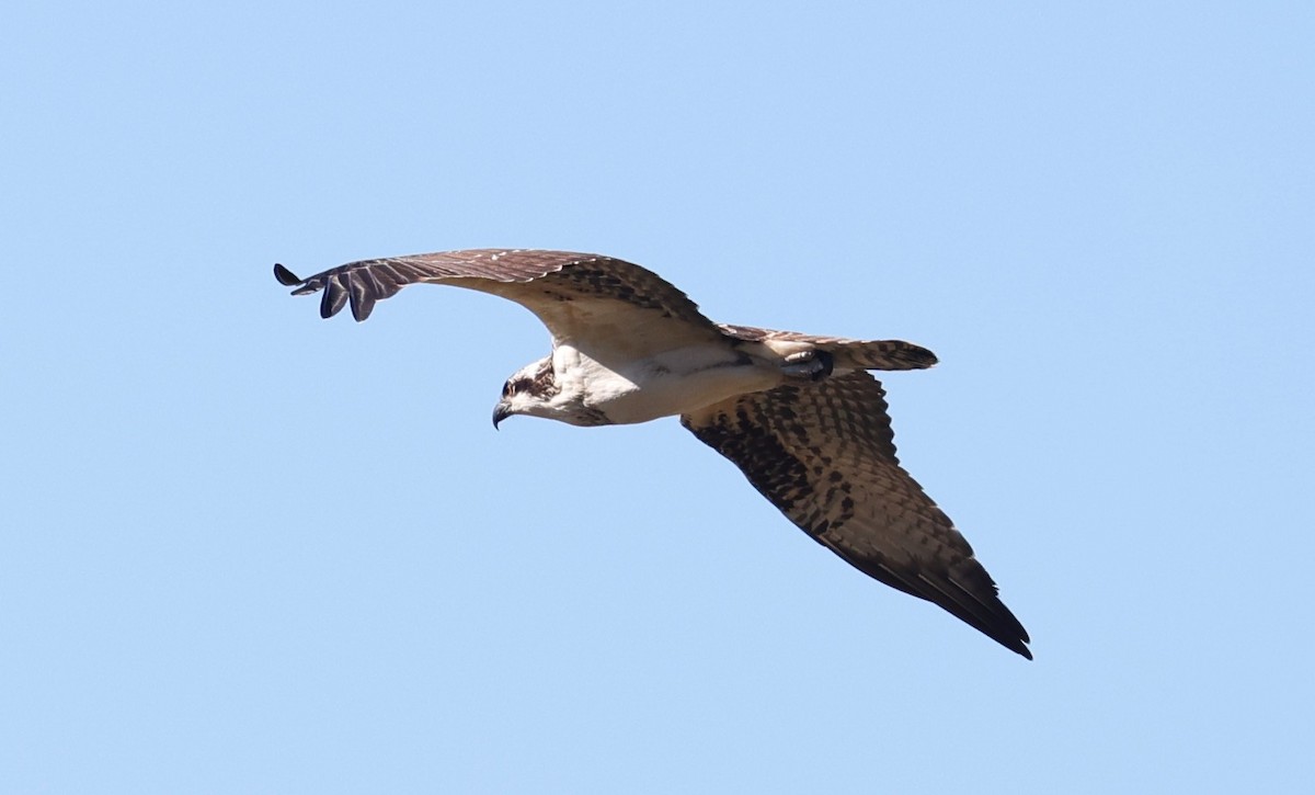 Osprey - ML642513328