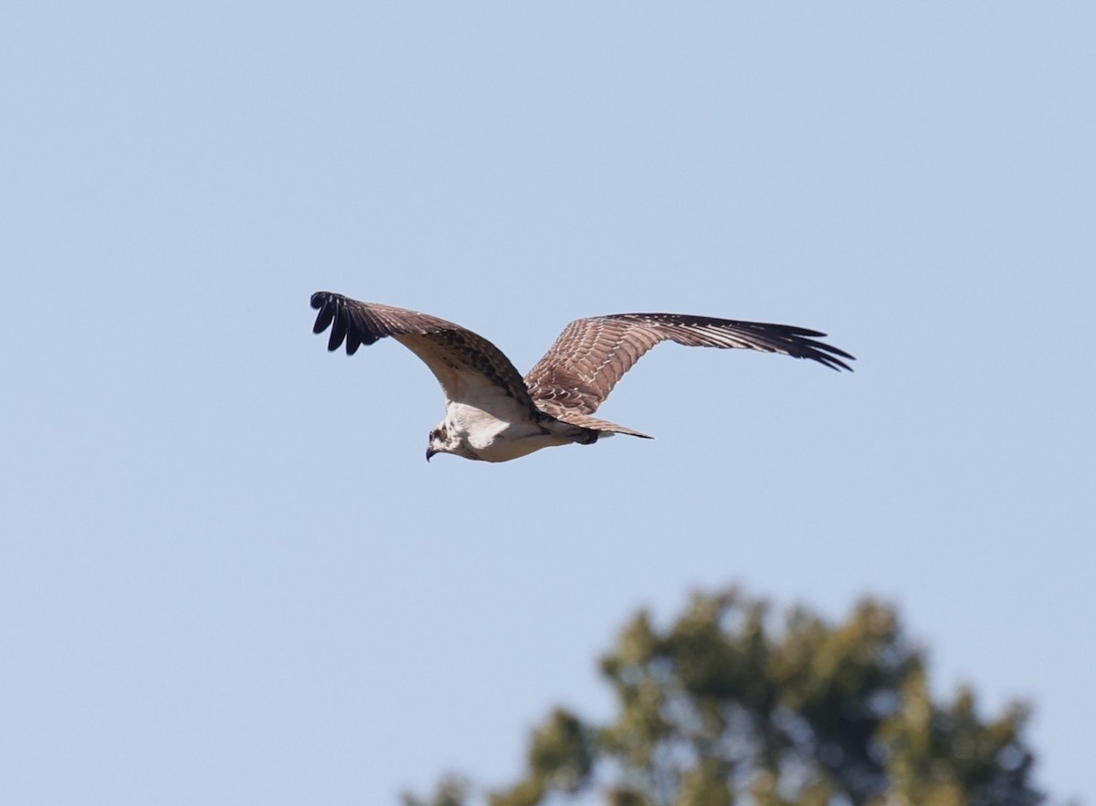 Osprey - ML642513329