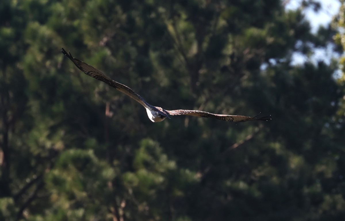 Osprey - ML642513330