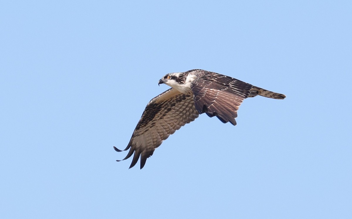 Osprey - ML642513331