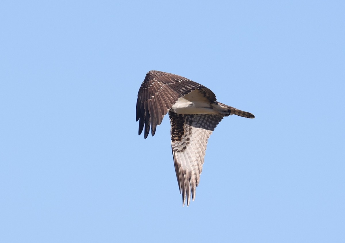 Osprey - ML642513332
