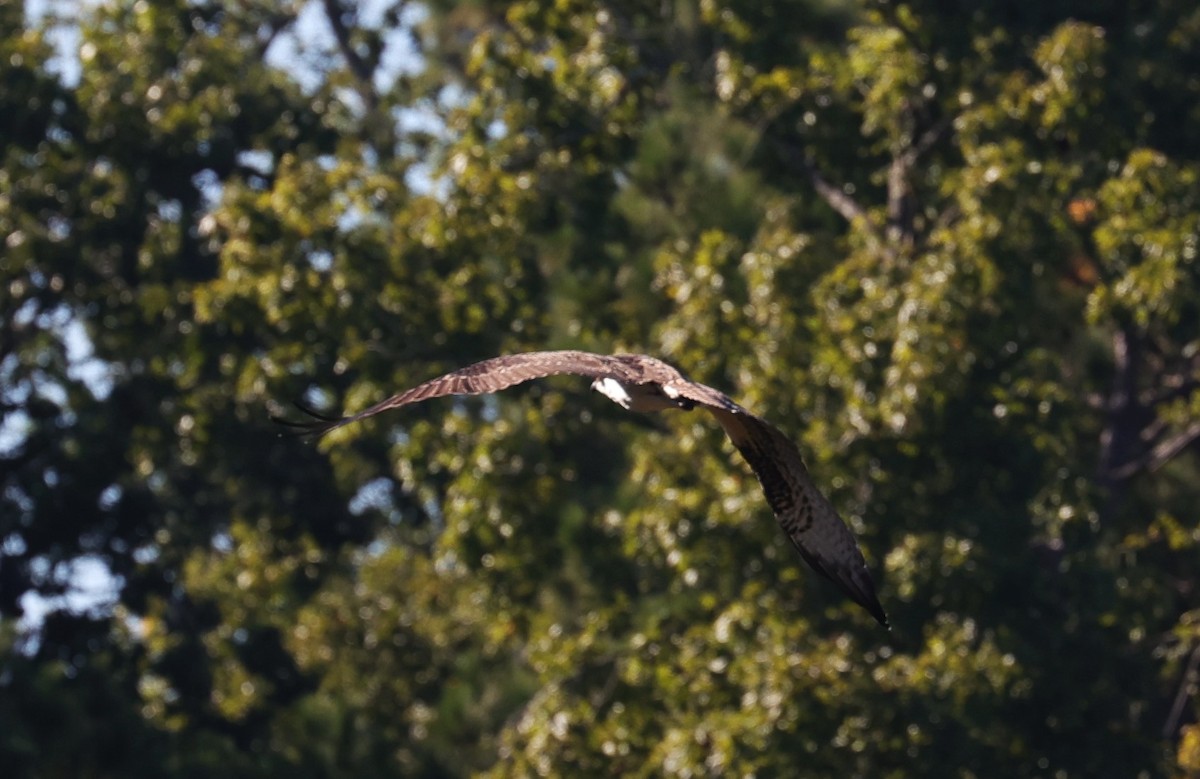 Osprey - ML642513333