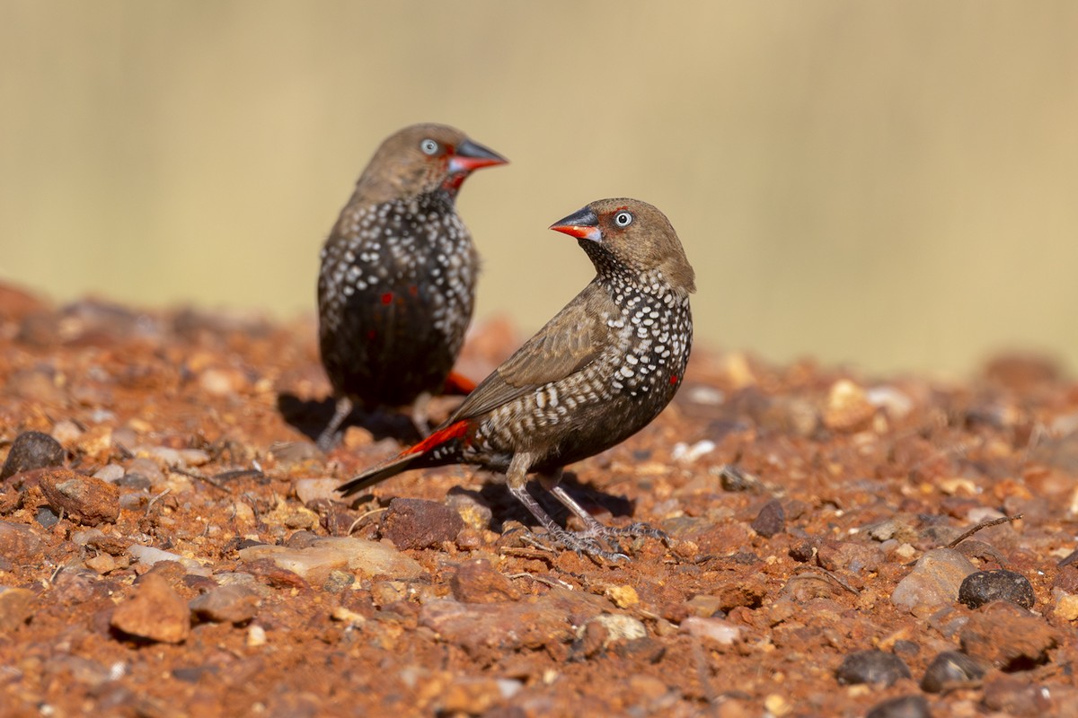 Painted Firetail - ML642513336