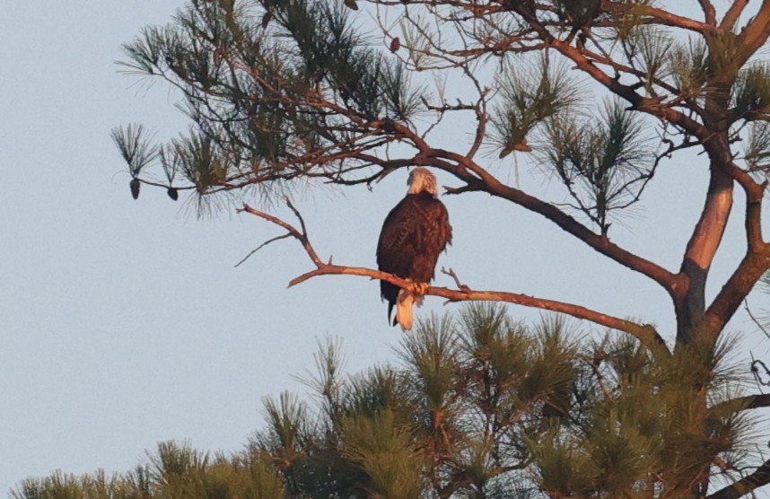 Bald Eagle - ML642513360