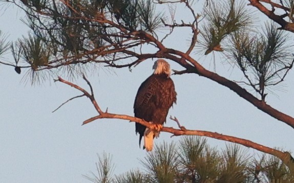 Bald Eagle - ML642513361