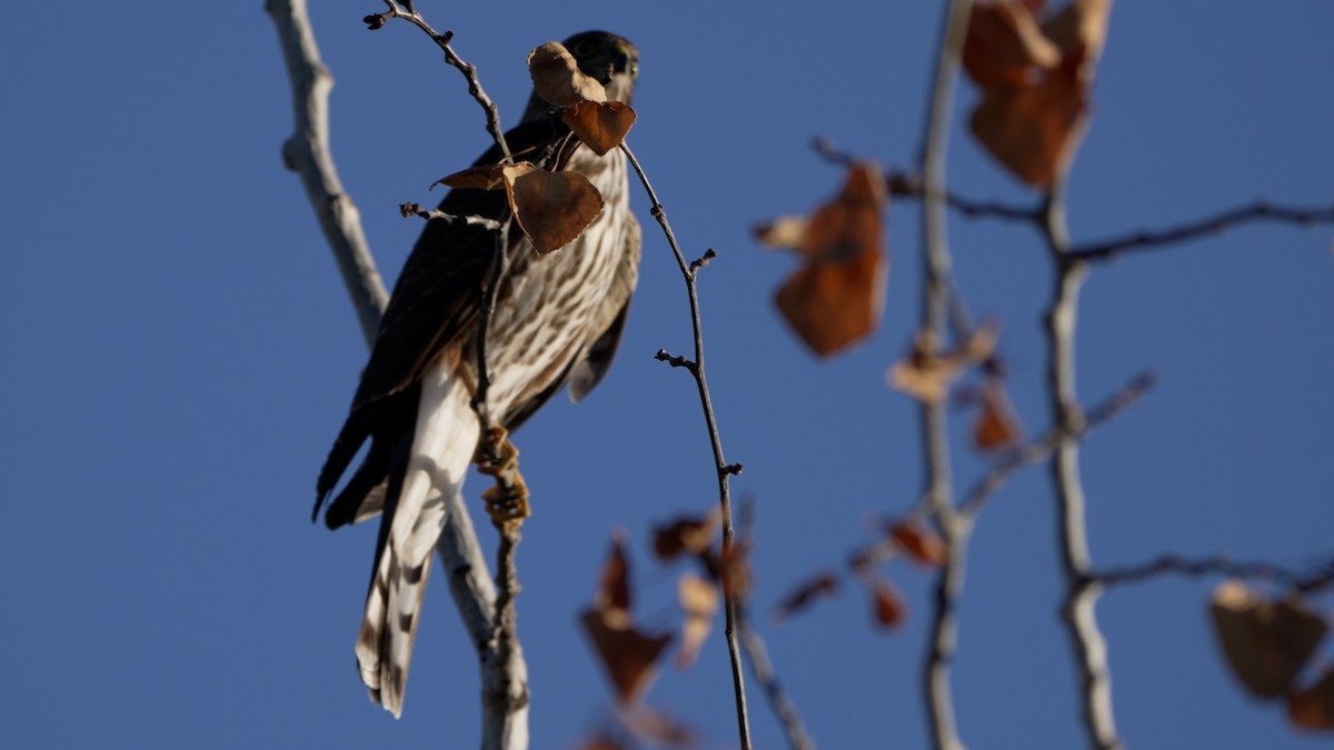 Cooper's Hawk - ML642513370