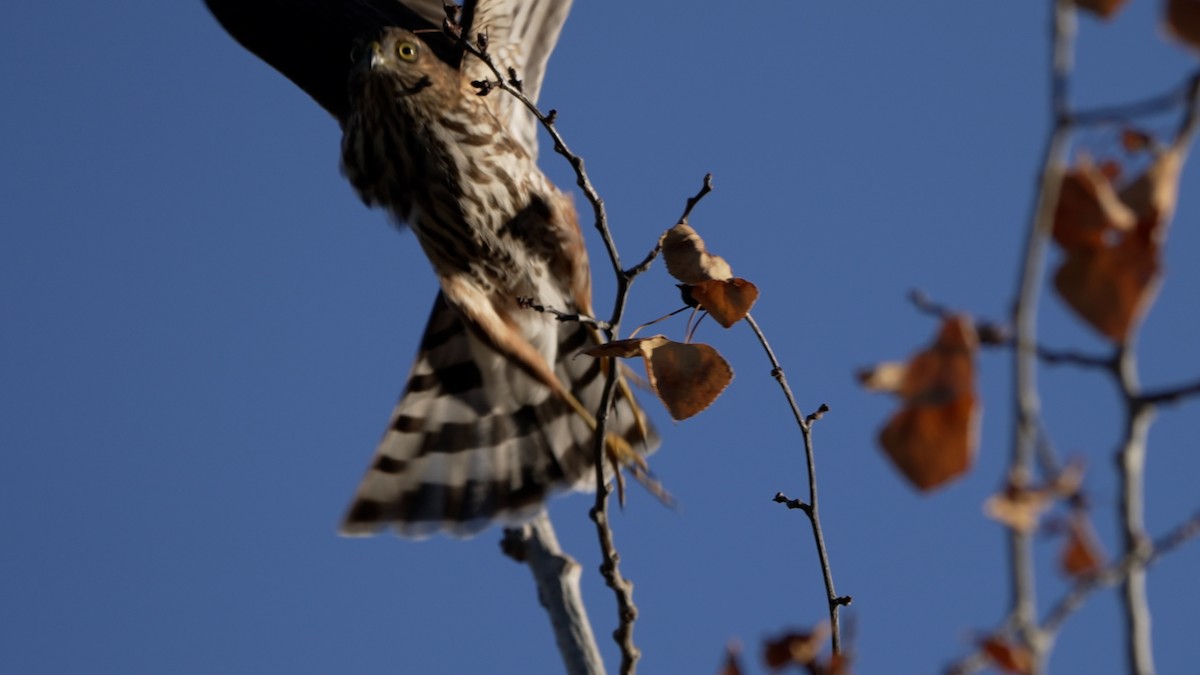 Cooper's Hawk - ML642513371