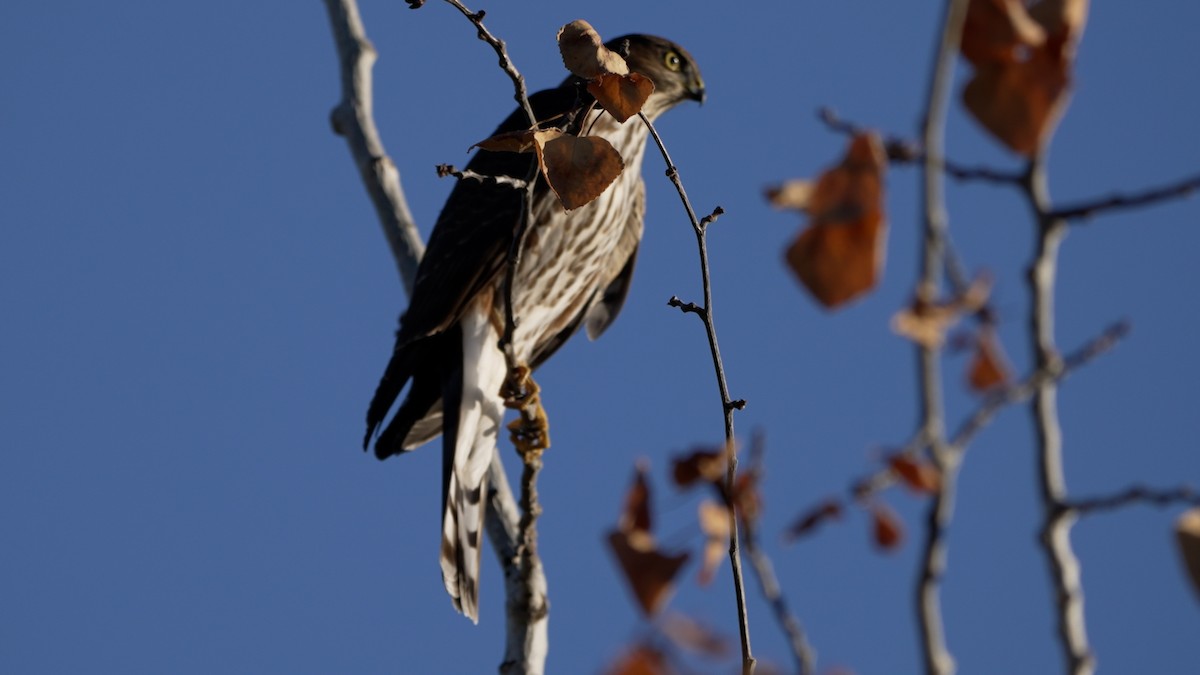 Cooper's Hawk - ML642513372