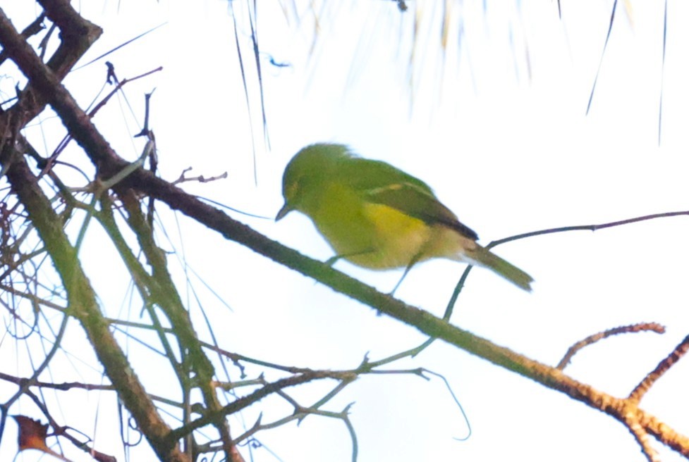 White-eyed Vireo - ML642513400
