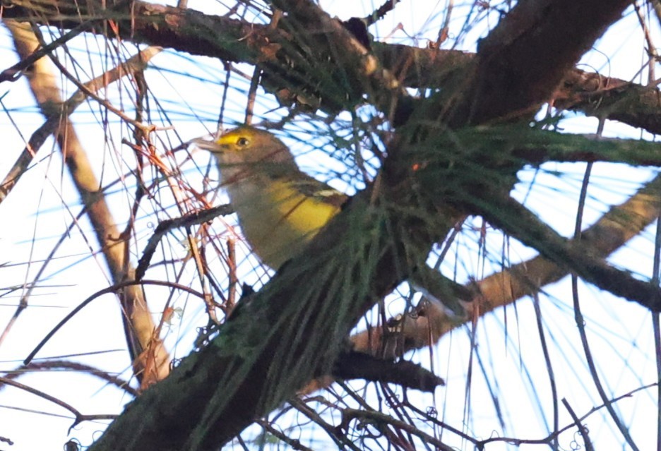 White-eyed Vireo - ML642513401