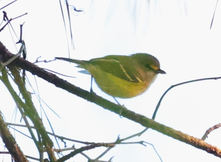 White-eyed Vireo - ML642513402