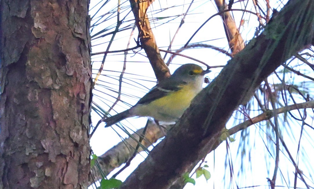 White-eyed Vireo - ML642513403