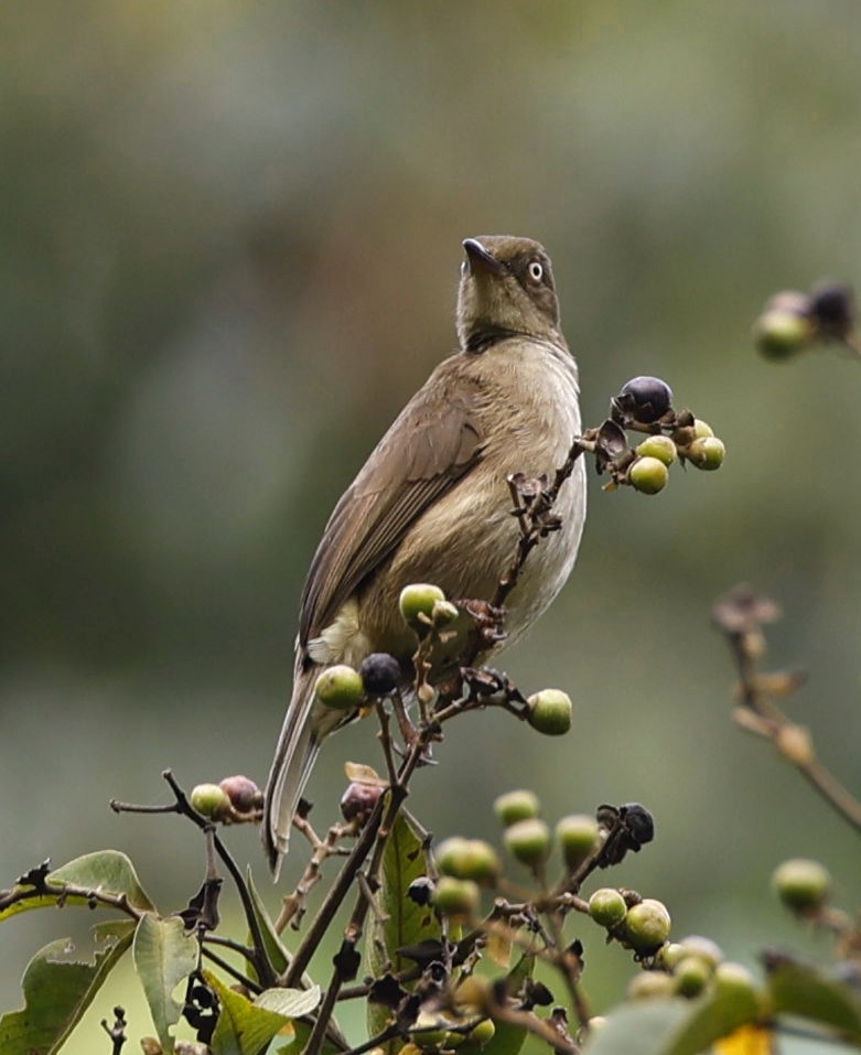 Cream-vented Bulbul - ML642513404