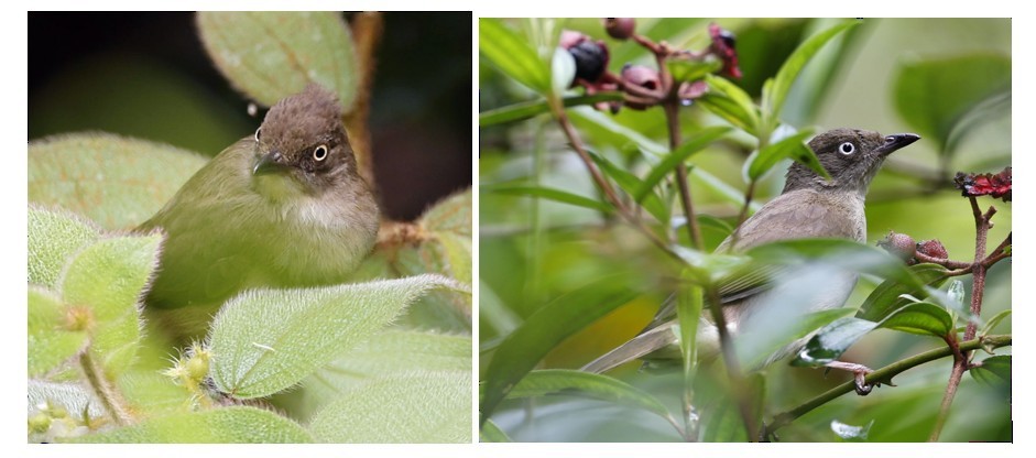 Cream-vented Bulbul - ML642513405
