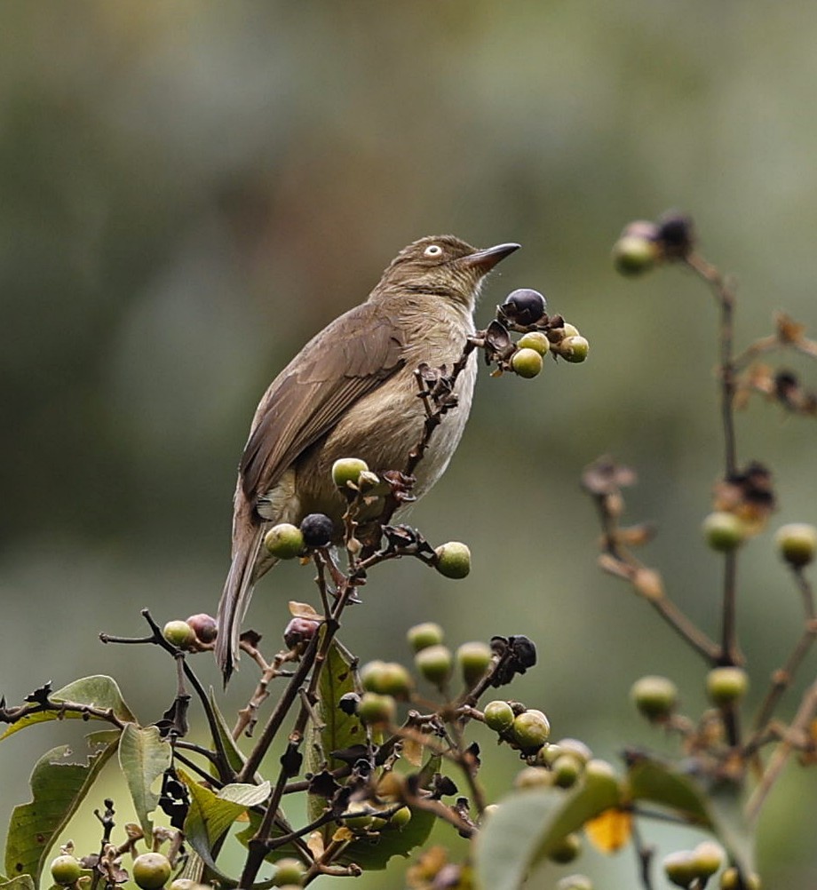 Cream-vented Bulbul - ML642513406