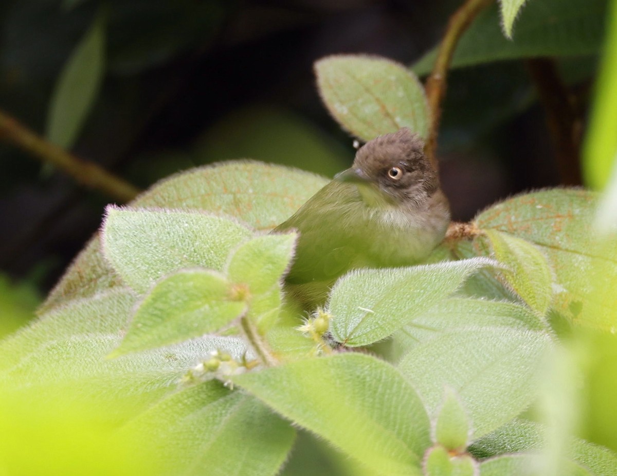 Cream-vented Bulbul - ML642513407