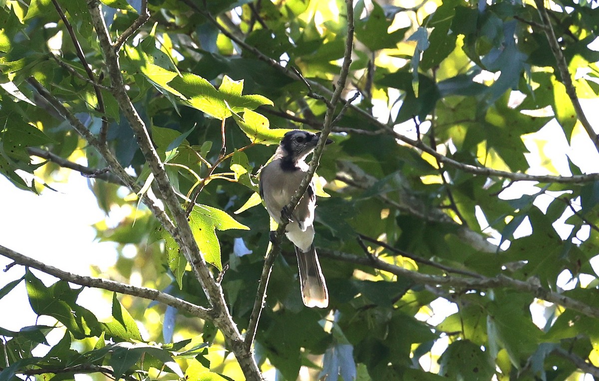 Blue Jay - ML642513426