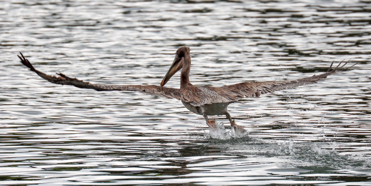 Brown Pelican - ML642513438