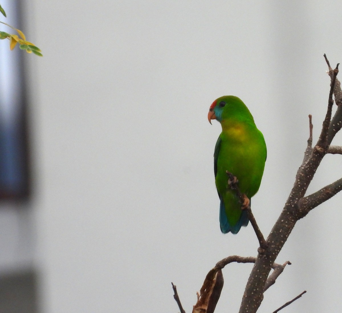 Coryllis des Philippines - ML642513461