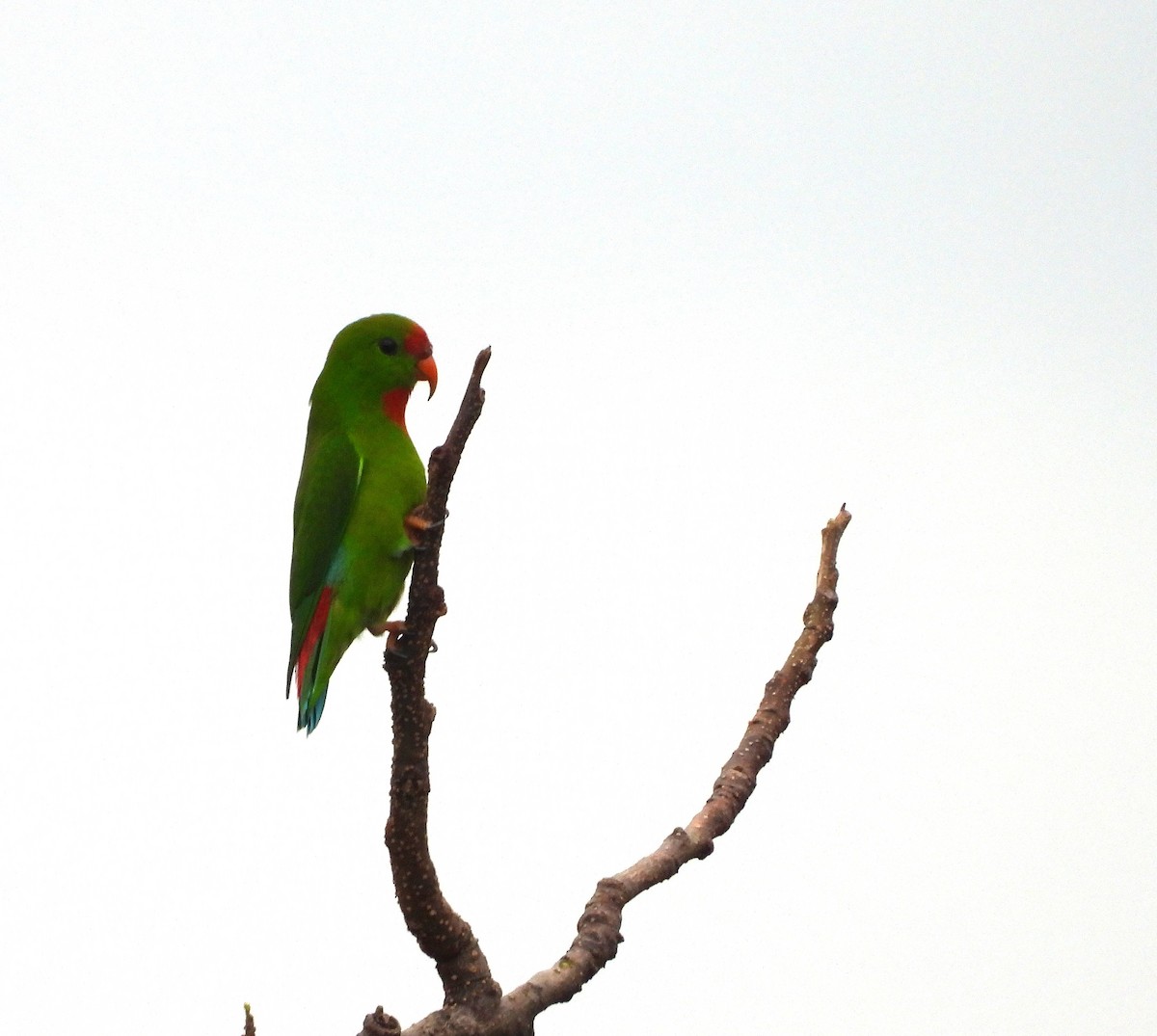 Coryllis des Philippines - ML642513462