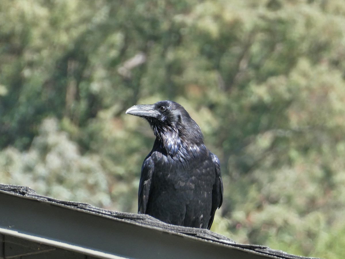 Common Raven - ML642513478