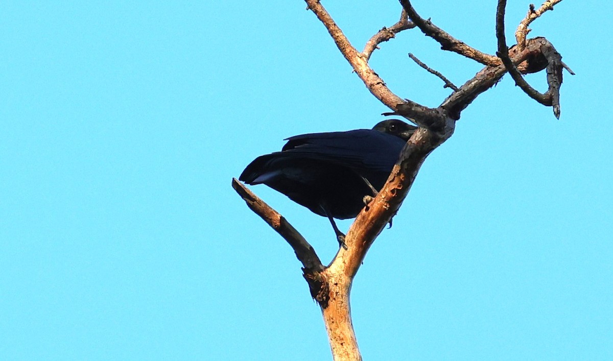 American Crow - ML642513479