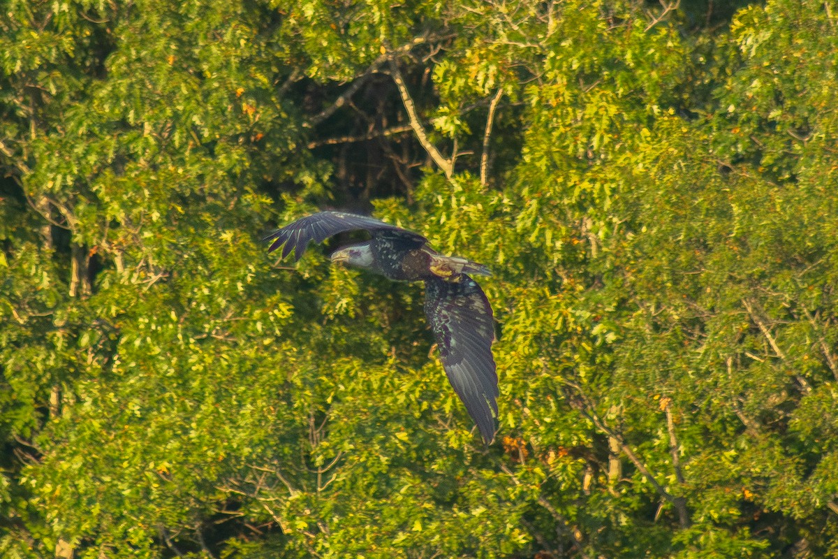 Bald Eagle - ML642513481