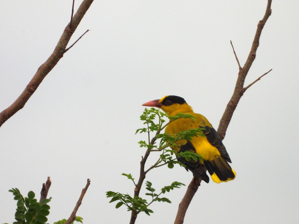 Black-naped Oriole - ML642513490