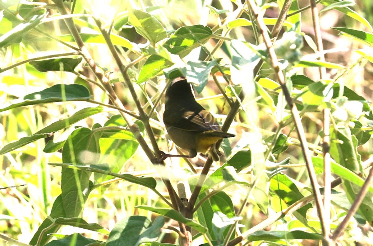 Common Yellowthroat - ML642513524