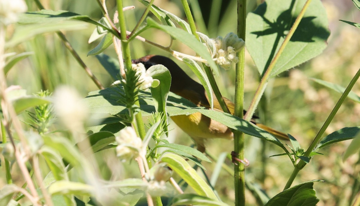 Common Yellowthroat - ML642513525