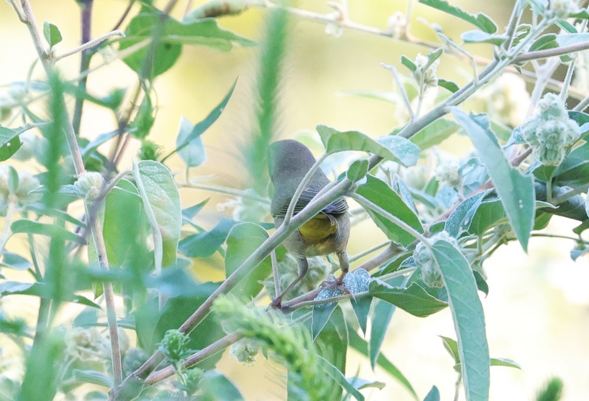 Common Yellowthroat - ML642513526