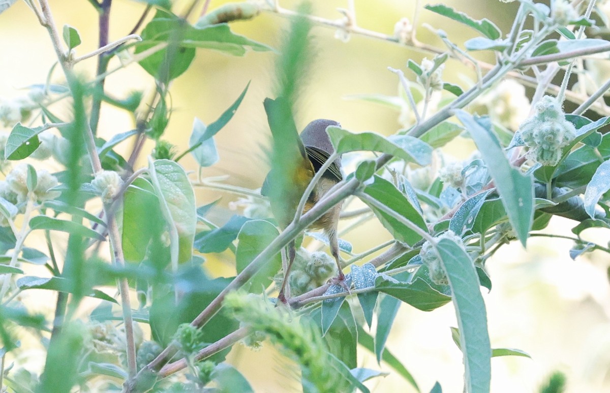 Common Yellowthroat - ML642513527