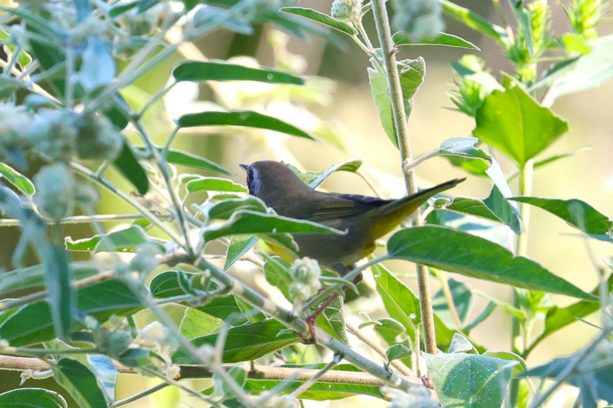 Common Yellowthroat - ML642513528