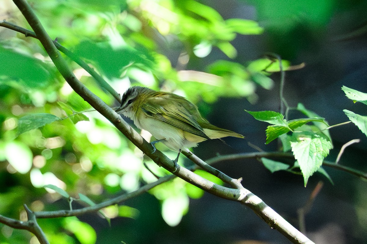Red-eyed Vireo - ML642513538