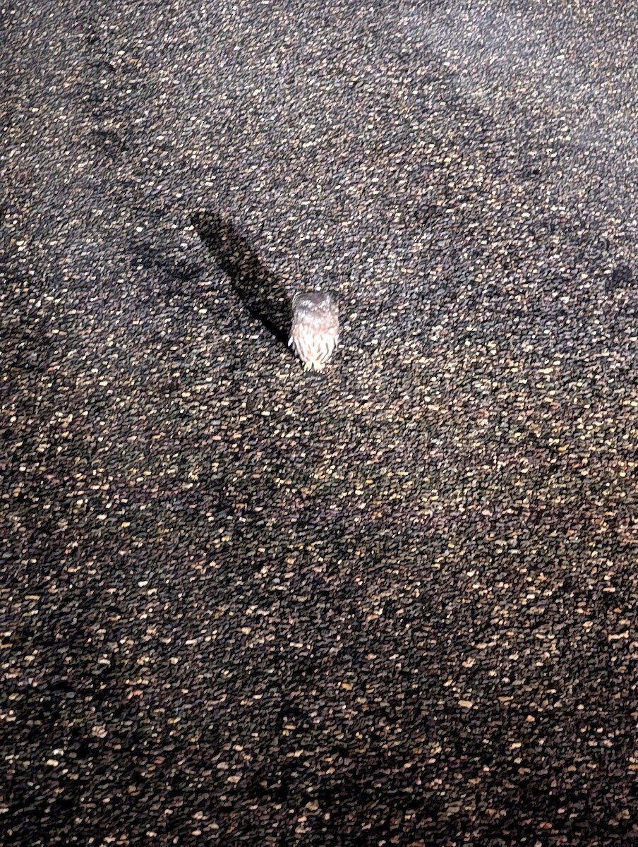 Northern Saw-whet Owl - ML642513543