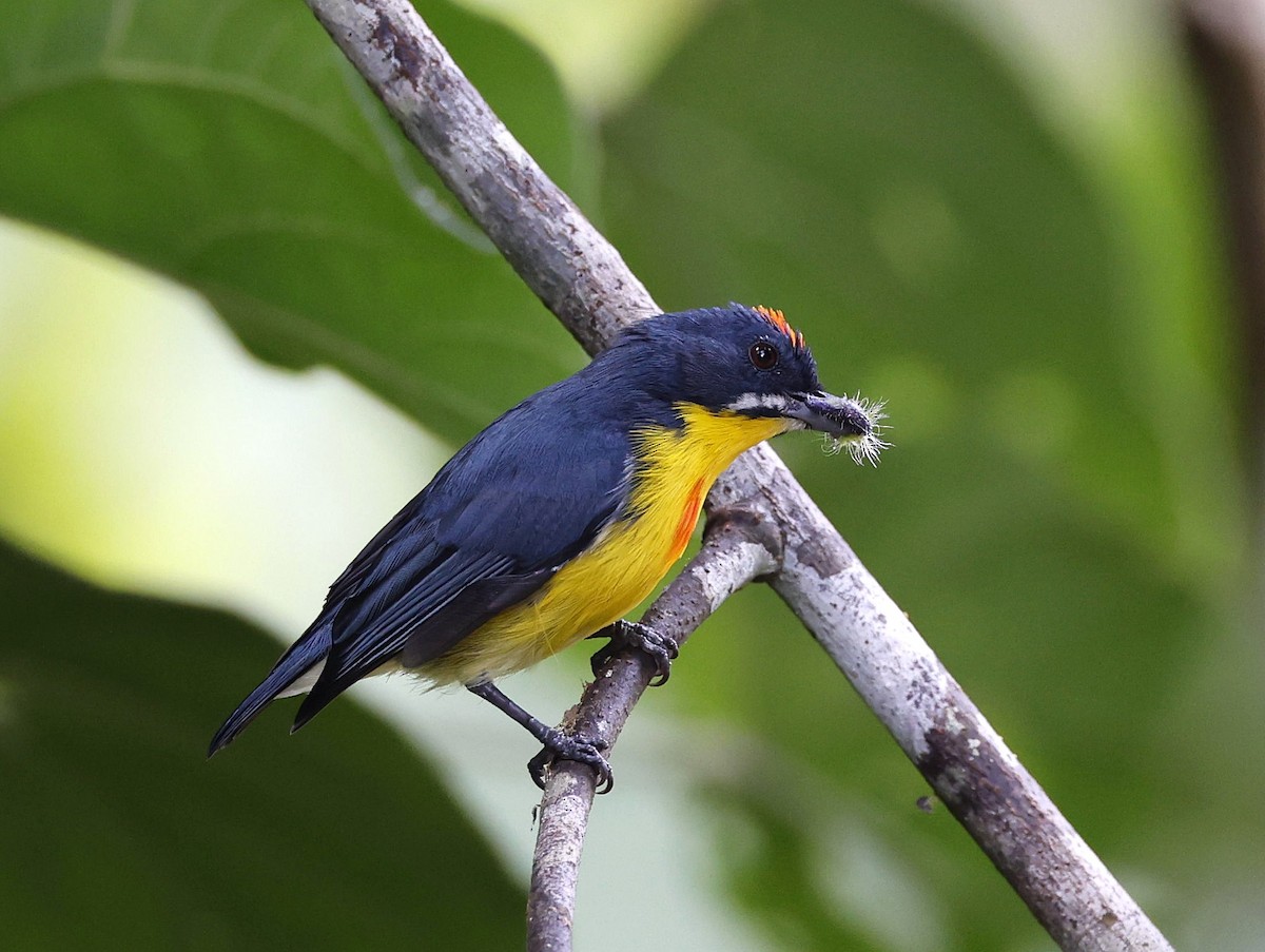 Crimson-breasted Flowerpecker - ML642513546