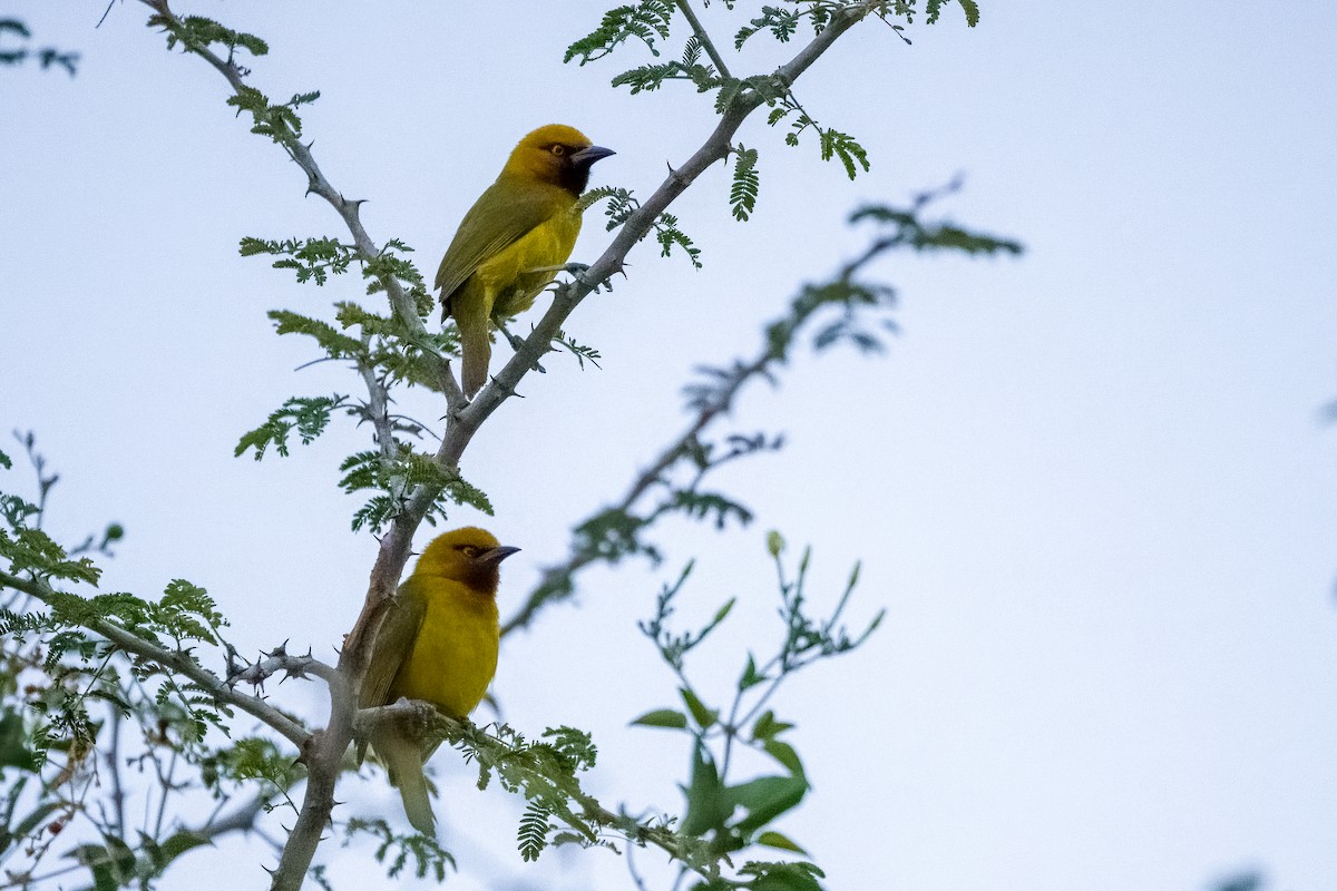 Spectacled Weaver - ML642513549